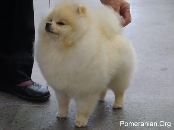 Pomeranian Age Chart