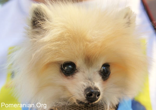 An Old Pomeranian Dog