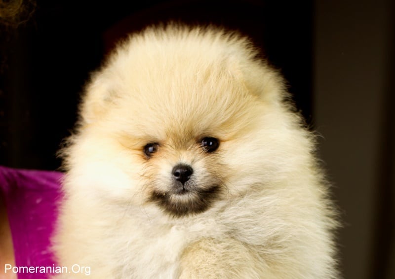 older pomeranian