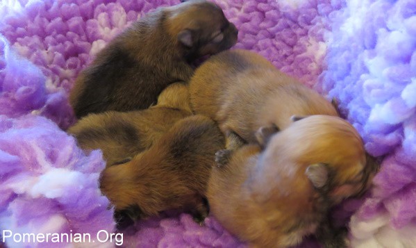 Puppies Pomeranian 2 weeks old