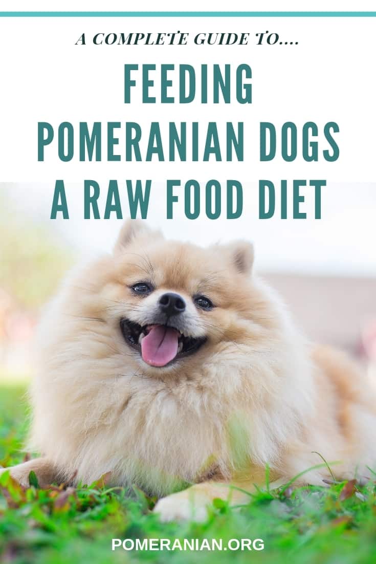 Pomeranian Raw Feeding Guide