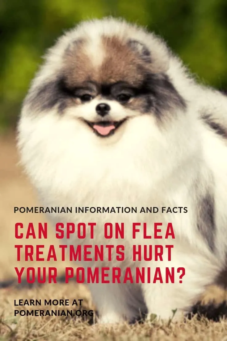 Best Flea Treatment for Pomeranians