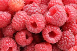 Raspberrie pomeranian fruit