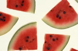 Watermelon pomeranian fruit