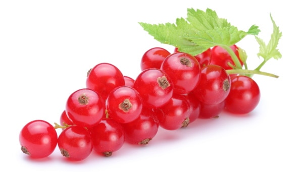 Can Dogs Eat Currants?
