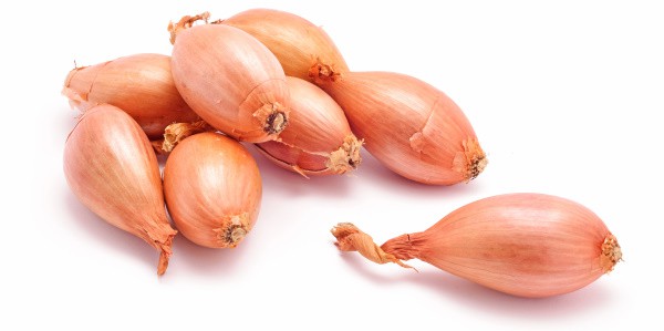 Can Dogs Eat Shallots?
