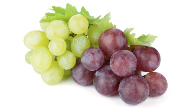 Can Pomeranians Eat Grapes?