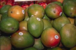 Mangoes pomeranian fruit