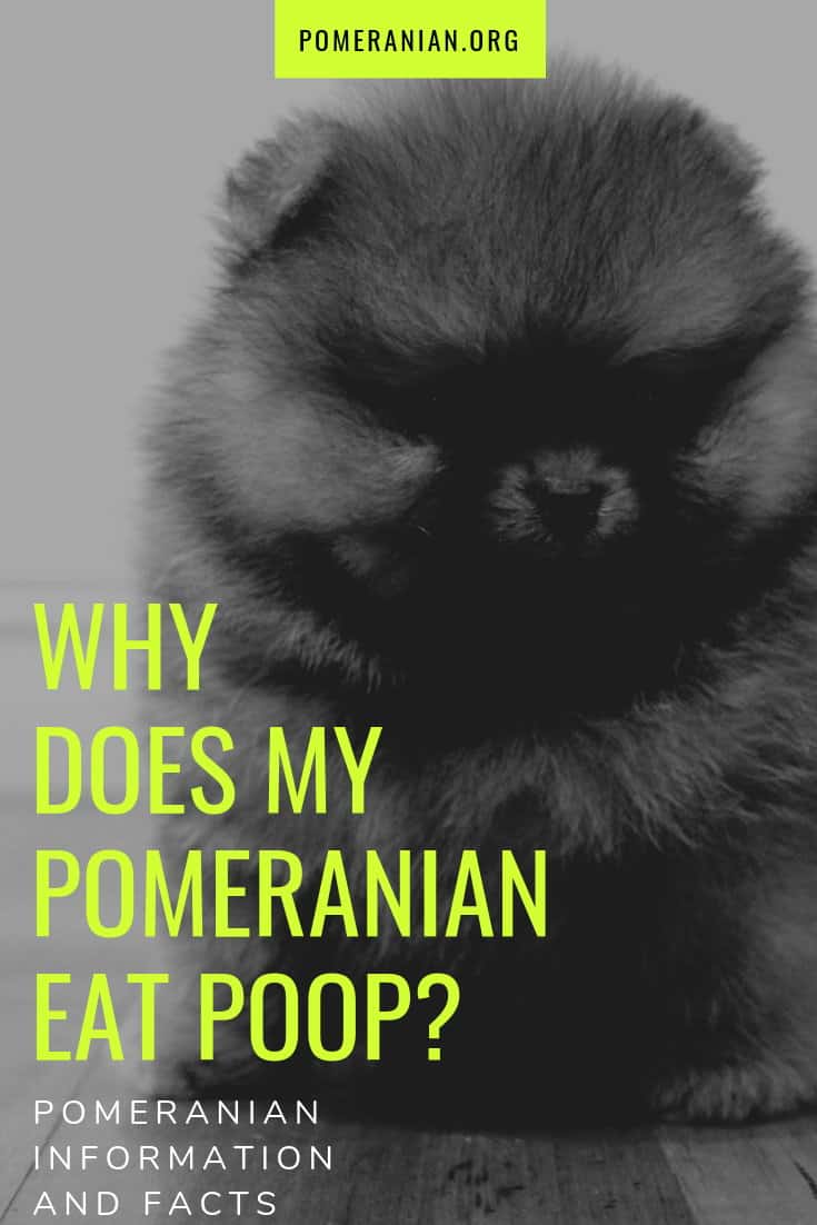 Why Pomeranian Puppy Eats Poo