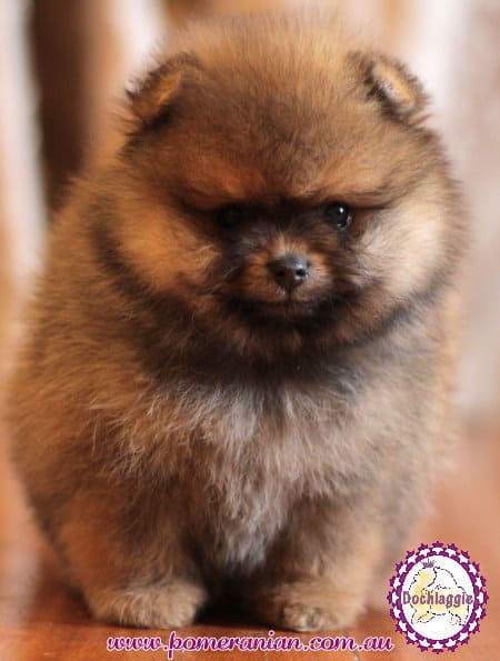 pomeranian puppy eats poo