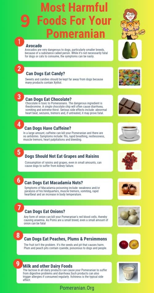 Pomeranian 2025 food amount