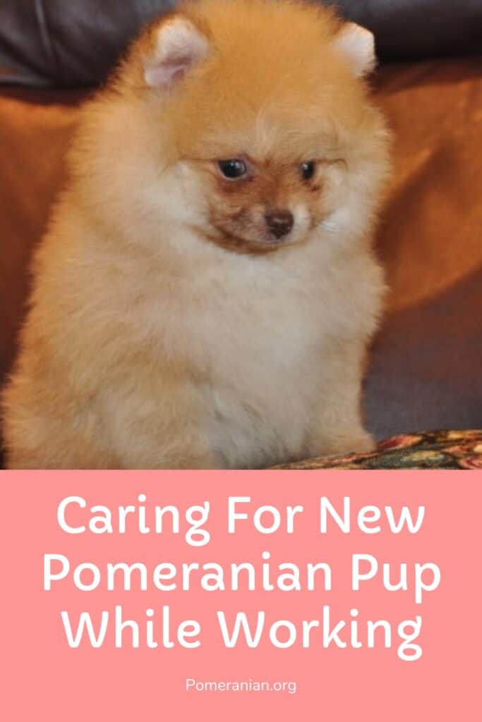 Caring for Pomeranian puppy