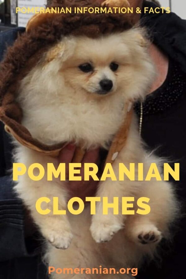 Clothes for Pomeranians. Does Your Pom Need Dog Clothes For Pomeranians?