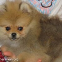 Pomeranian Constipation