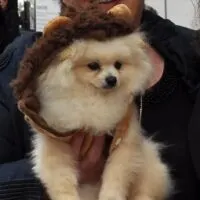 pomeranian in clothing