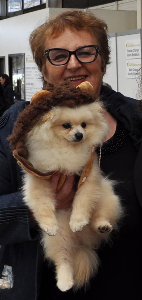 pomeranian wearing clothes