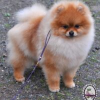 pomeranian puppy