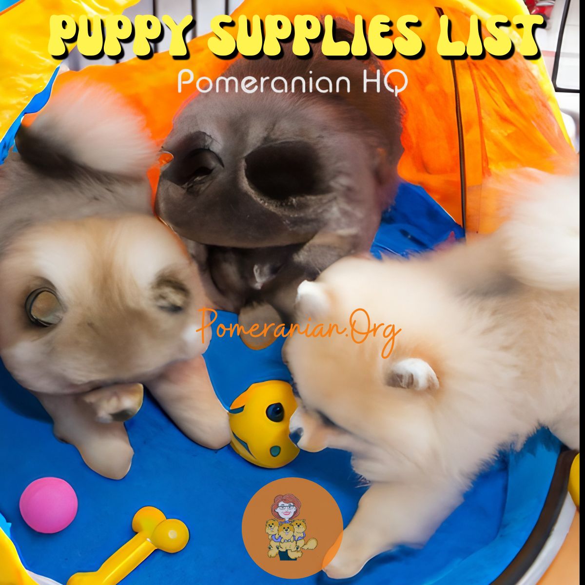 Pomeranian Supplies Needed For New Puppy