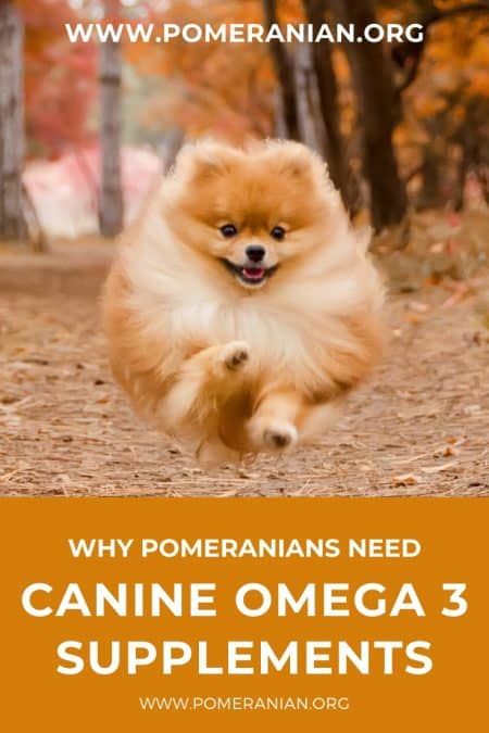 Why Pomeranians NEED Canine Omega 3 Supplements
