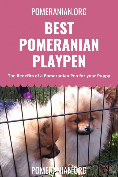 Pomeranian playpen best sale