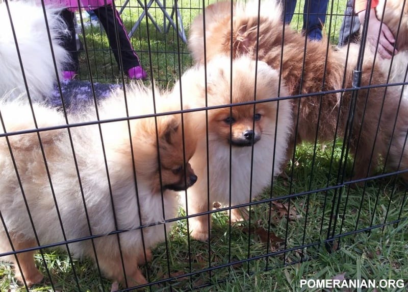 Best Pomeranian Playpen