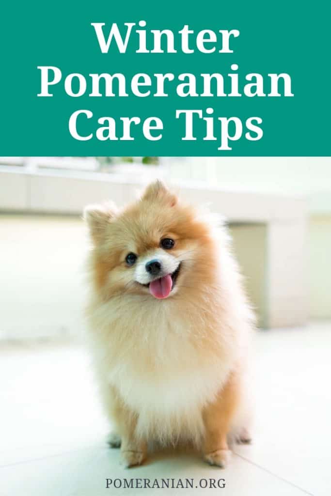 Winter Pomeranian Care Tips