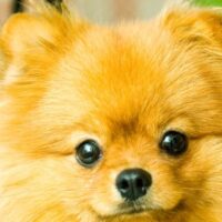 Winter Pomeranian Care