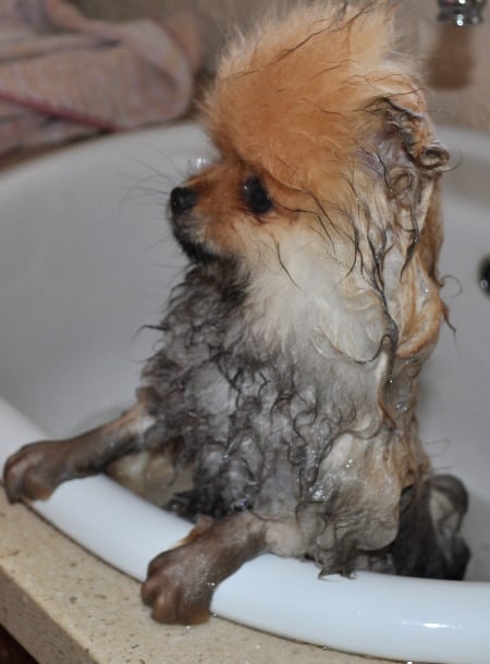 Winter Pomeranian Care Bathing 