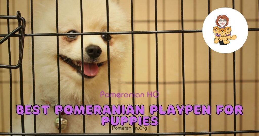 The Best Pomeranian Playpen for a Puppy