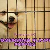The Best Pomeranian Playpen for a Puppy