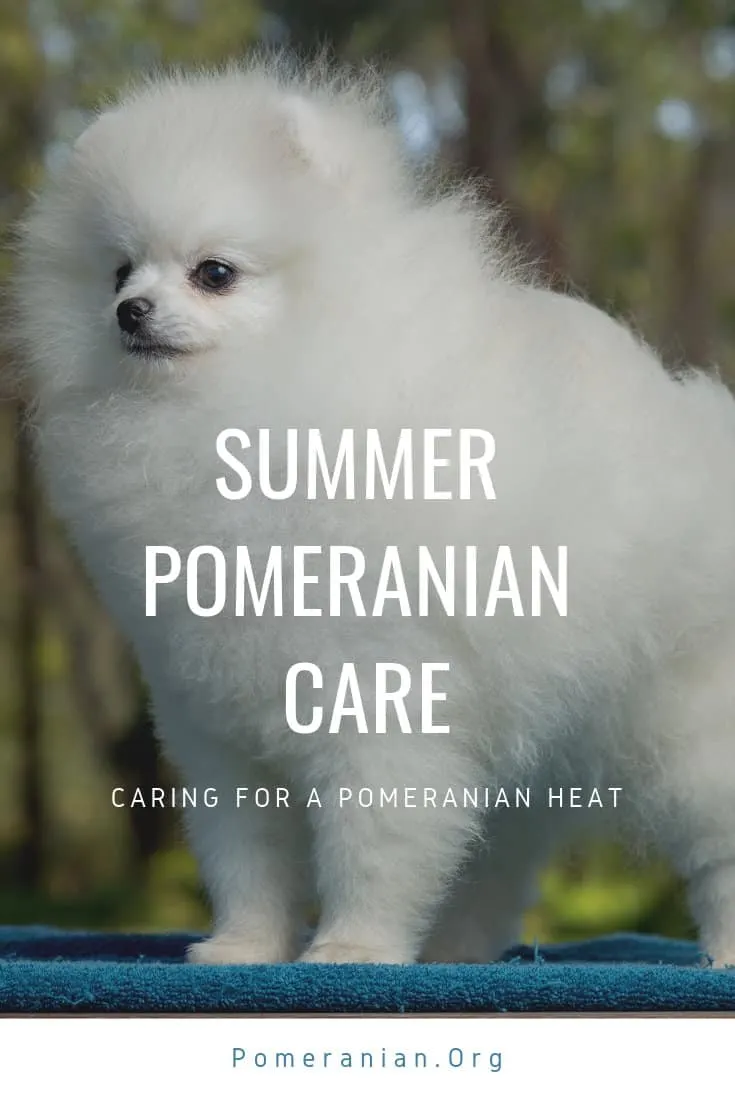 Caring for a Pomeranian in Heat
