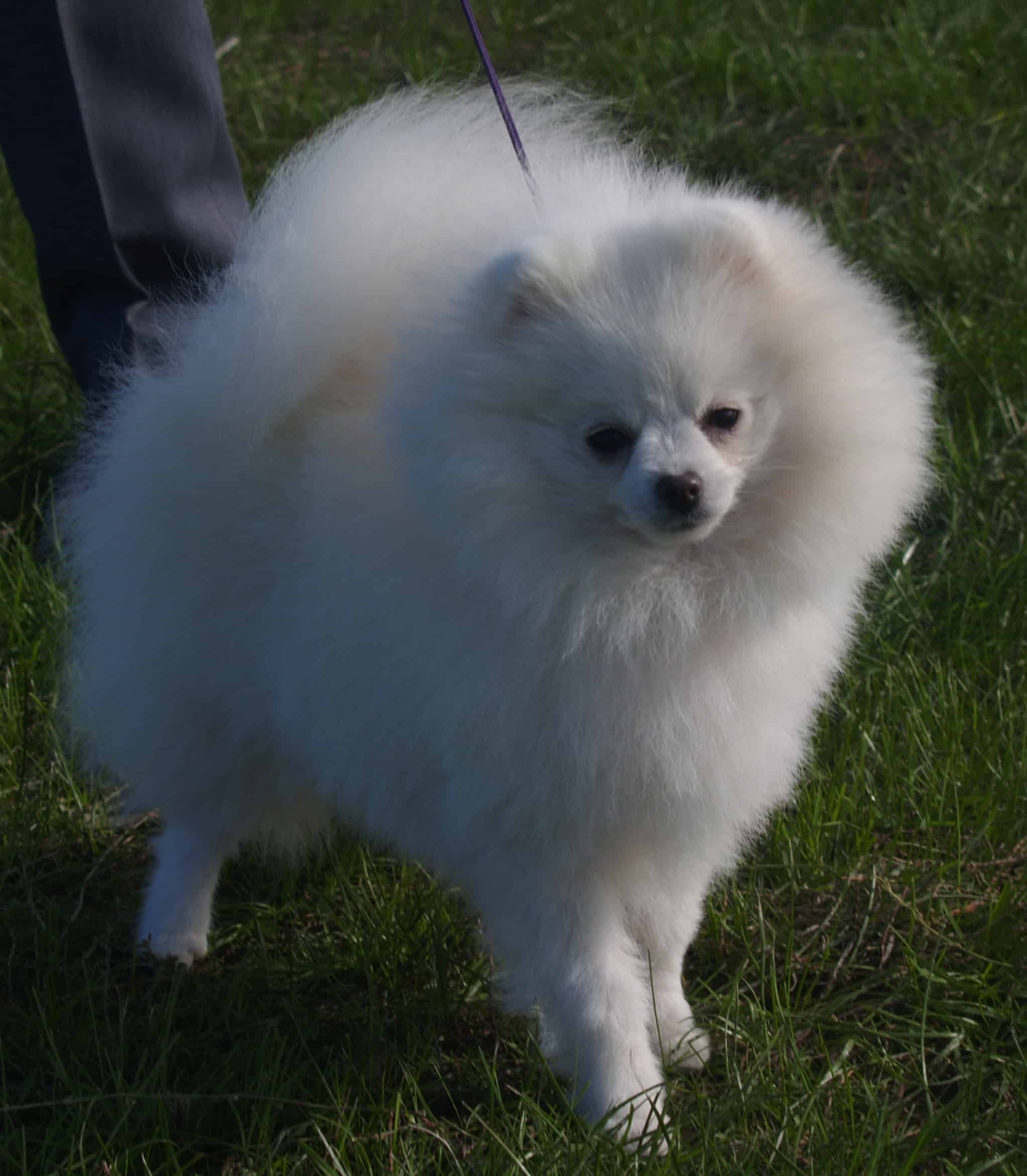 pomeranian care information summer pomeranian care pomeranian information and facts pomeranian care information summer pomeranian care pomeranian information and facts
