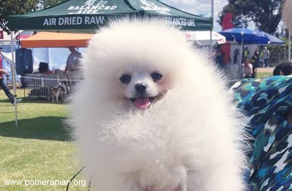 Caring for Pomeranian in heat