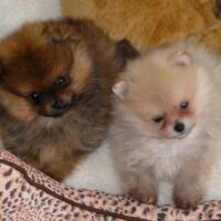 pomeranians in their bed