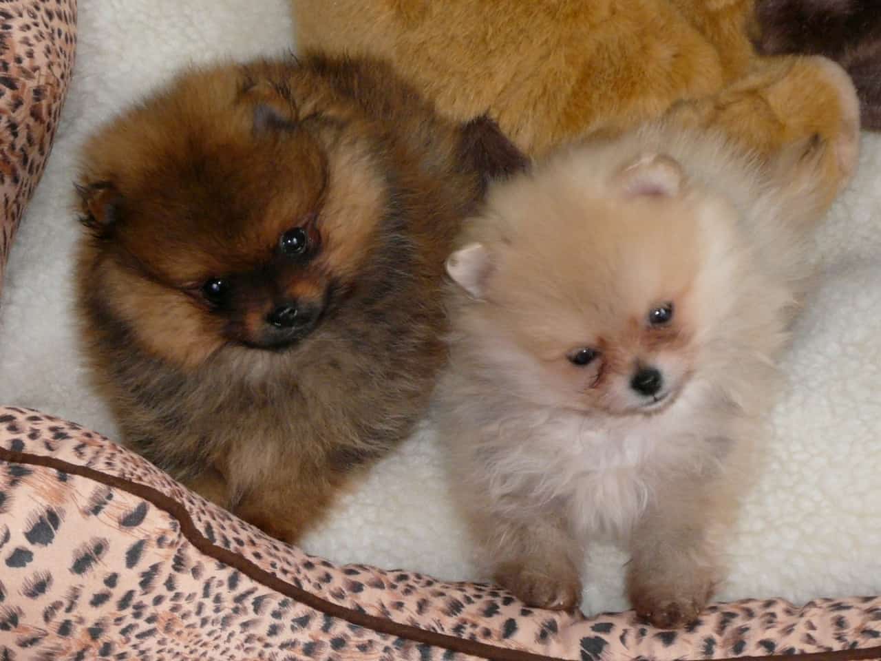 pomeranians in their bed