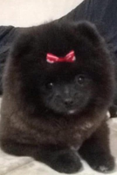 black pomeranian puppy