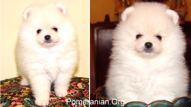 can white puppies change colour