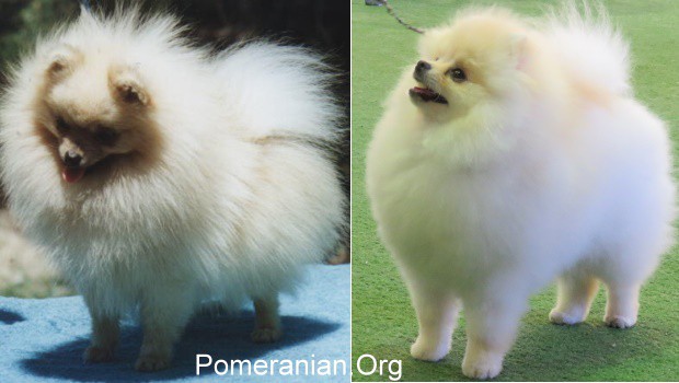 Adult Cream Pomeranians