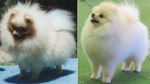 Cream Pomeranian Dog Guide: Types, Traits & Color Changes