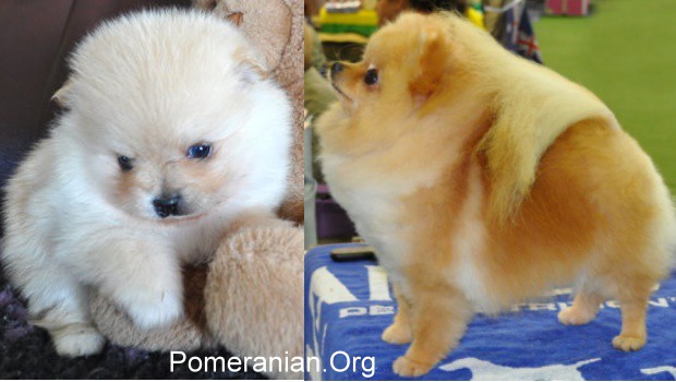 do pomeranians coats change color