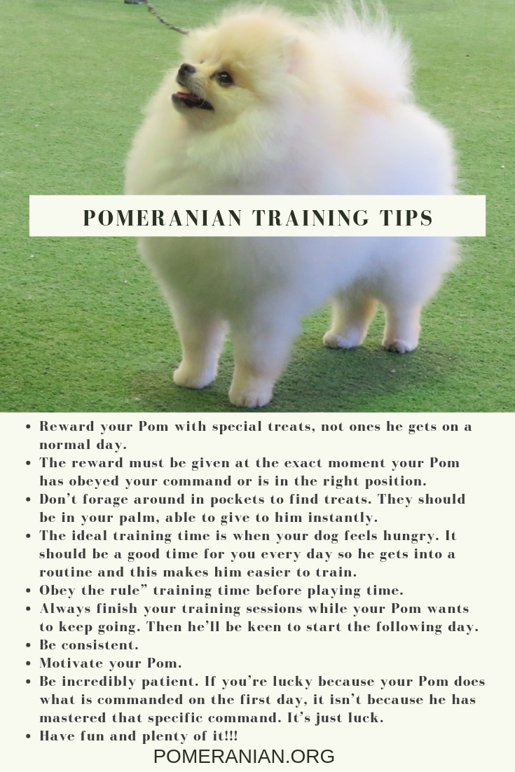 Pomeranian Training Tips