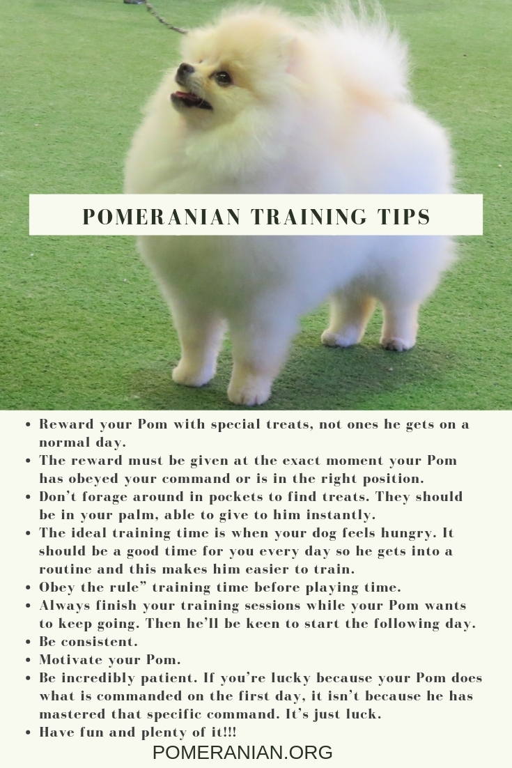 Crate shop training pomeranian