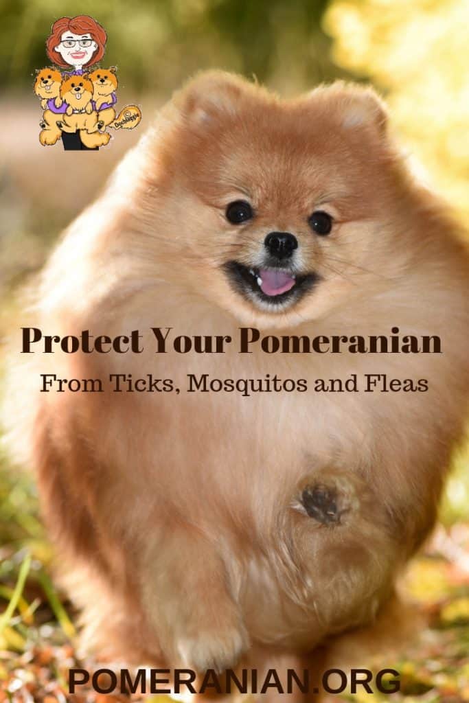 Best flea treatment for pomeranians.