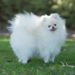 my pomeranian has fleas pomeranian information and facts my pomeranian has fleas pomeranian information and facts