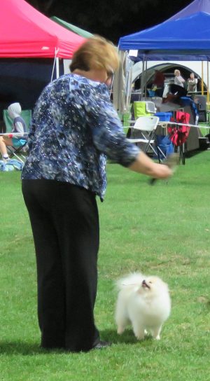  Training a Pomeranian