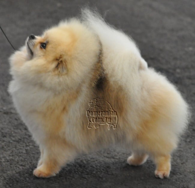 pomeranian puppy facts pomeranian puppy pomeranian information and facts pomeranian puppy facts pomeranian puppy pomeranian information and facts