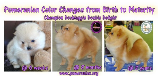 Pomeranian Color Changes from Birth to Maturity
