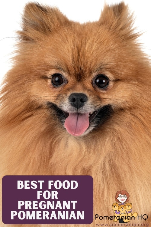 Best Food for Pregnant Pomeranian