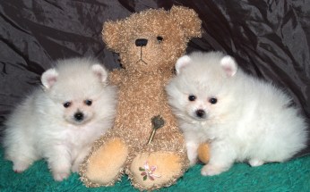 Pomeranian Puppies
