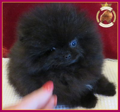 Black Pomeranian Puppy